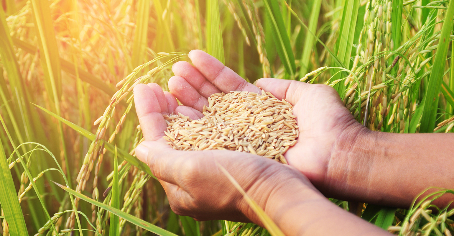The Real Problem With Consuming Grains (2022) Are Grains & Wheat Toxic?